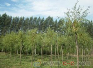  最新苗木求购信息597苗木网，一站式采购平台，满足您所有园林需求--第1张