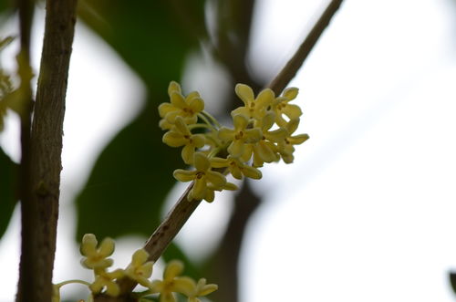  八月桂花香原唱，八月桂花香原唱--第1张