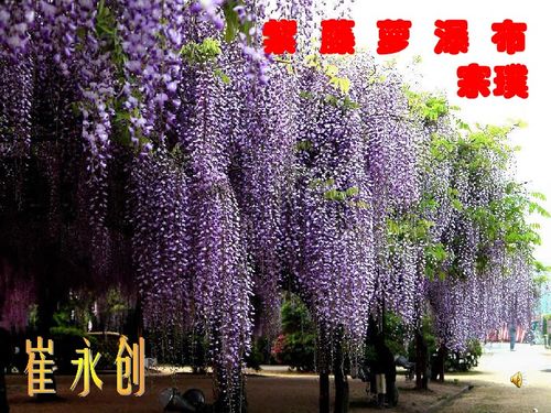  紫藤萝瀑布图片高清，感受生命的力量--第1张