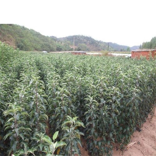  惊天动地！597全国苗木求购信息，让你的生意火爆起来！--第1张