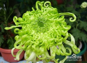  菊花象征着什么精神品质，菊花象征着高洁、坚强、坚韧的精神品质。--第1张