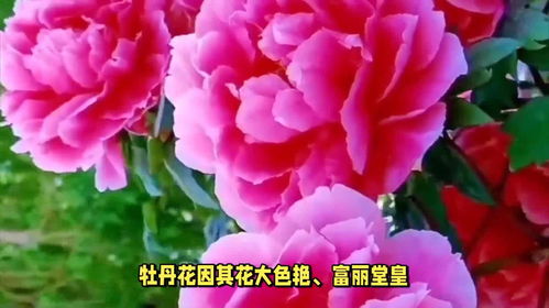  中国的国花是什么花--第1张