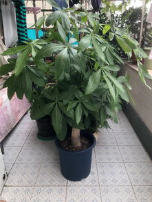  发财树怎么养才能更旺盛视频--第1张