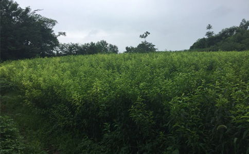  湖南苗木基地在哪，湖南苗木基地，湖南浏阳河苗木基地--第1张