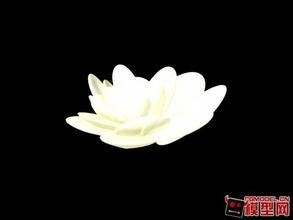  100种白色花的名字和图片--第1张