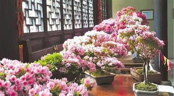  花中之王是谁--第1张