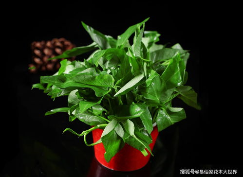  鲜花价格行情，市场动态与未来趋势分析--第1张