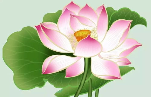  荷花代表的意义，荷花代表的纯洁与美好--第1张
