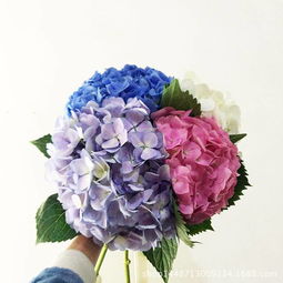  怎样从云南批发鲜花，如何从云南批发鲜花--第1张