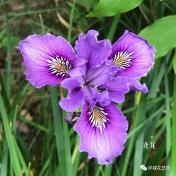  花店常见花图片及名字，花店常见花图片及名字，玫瑰、百合、郁金香、康乃馨、满天星等。--第1张
