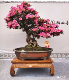  中国花卉盆景图片大全--第1张