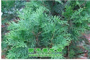  侧柏叶洗头一个月效果--第1张