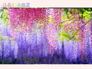  紫藤萝瀑布主要内容概括--第1张