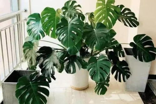  招财树怎么养才能长得茂盛，招财树茂盛生长的秘诀，精心养护--第1张