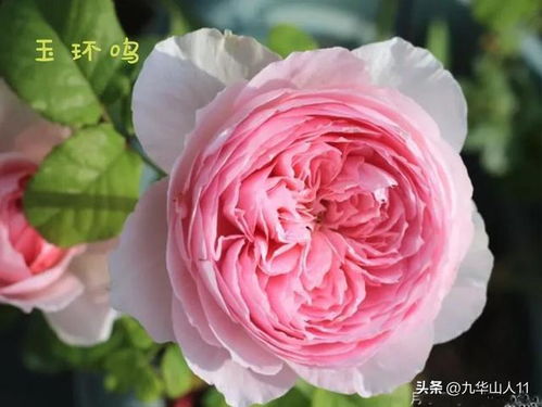  月季花品种图片大全，月季花品种图片大全，不同品种的美丽展示--第1张