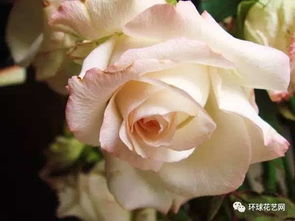  21朵卡布奇诺玫瑰花语，爱的甜蜜与永恒承诺--第1张