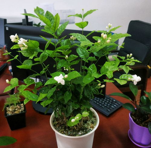  盆栽茉莉花的养殖方法--第1张