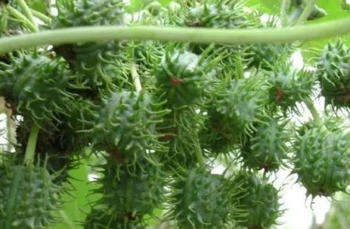  千头柏的药用价值--第1张
