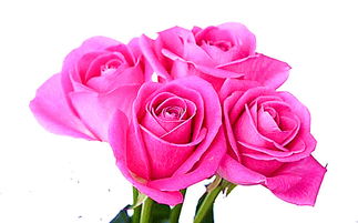  18朵玫瑰花的寓意，爱的永恒与承诺，18朵玫瑰花的永恒承诺，爱的象征--第1张
