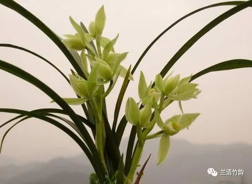  兰花的寓意和象征--第1张