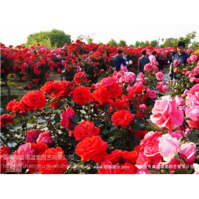  百日红的图片种植与功效--第1张