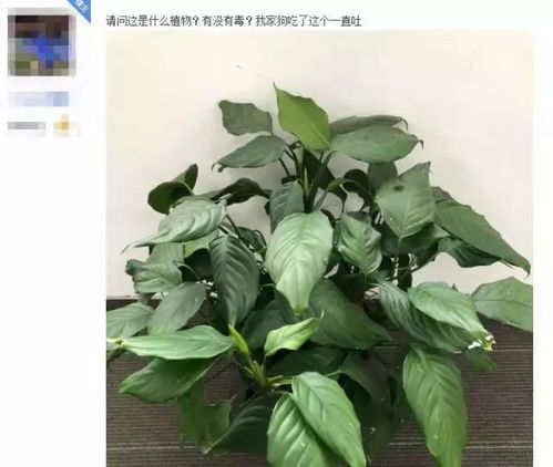  80种有毒花草大揭秘，警惕身边的隐形杀手，80种有毒花草大揭秘，警惕身边的隐形杀手--第1张