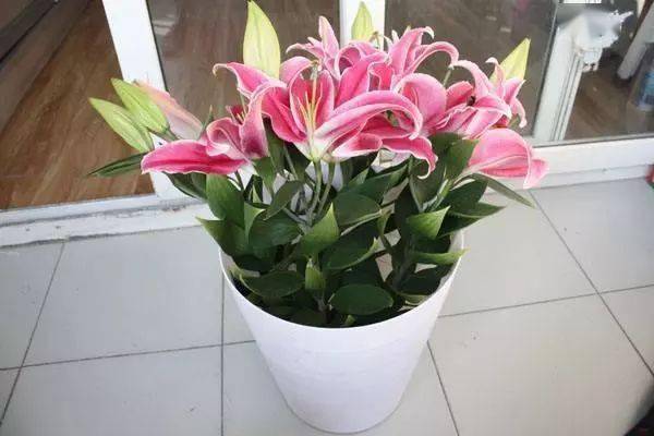  百合花，纯洁与美好的象征，纯洁与美好的象征之花--第1张