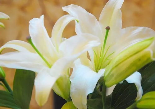  百合花之美，用它来发一条朋友圈--第1张
