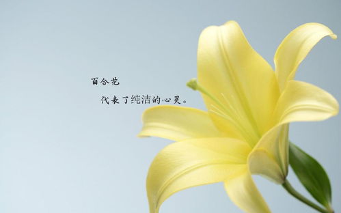  香槟百合的花语--第1张