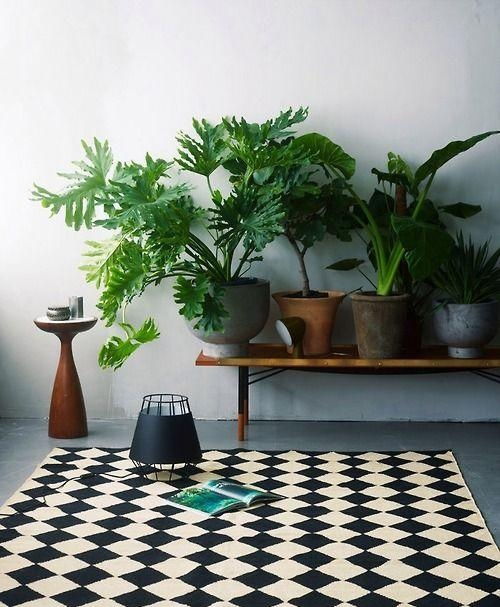  附近植物盆栽批发市场——打造绿色家居的新选择，附近绿色植物盆栽批发市场，打造您的绿色家居新选择--第1张