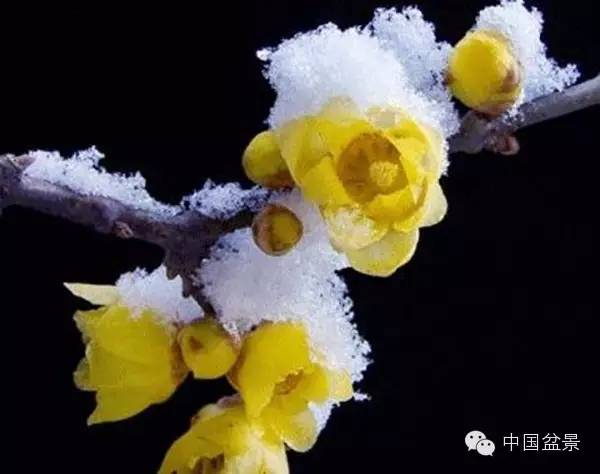  傲雪寒梅独自开--第1张