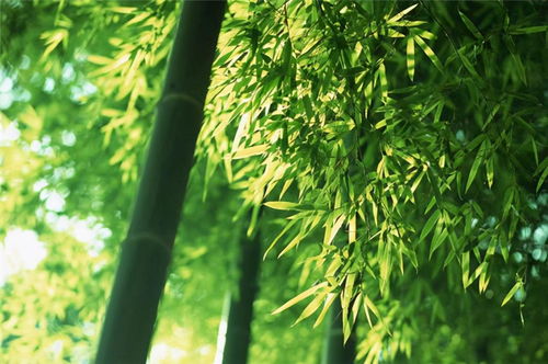  竹子比喻哪一类人，竹子比喻谦虚、坚韧、不屈不挠的人。--第1张