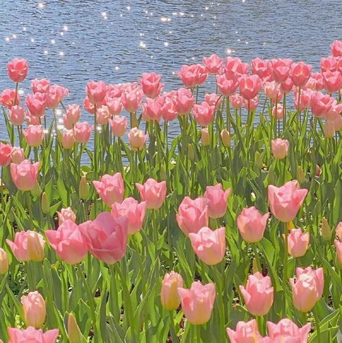  鲜花图片大全——最美壁纸，鲜花图片大全——最美壁纸，让你感受鲜花的美丽与温馨。--第1张