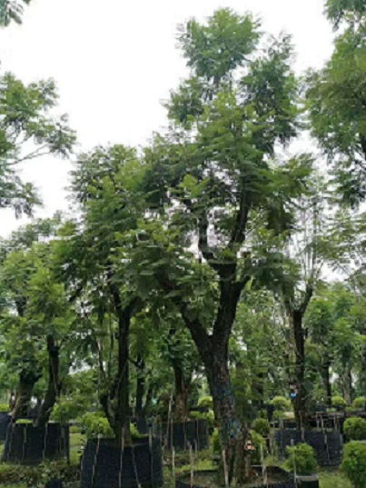  小叶榕树苗，自然之美，生命之力的象征，小叶榕树苗，自然之美与生命之力的象征--第1张