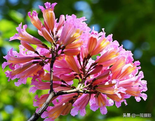  紫花风铃木，美丽与力量的完美结合，紫花风铃木，美丽与力量的完美结合之花语篇--第1张