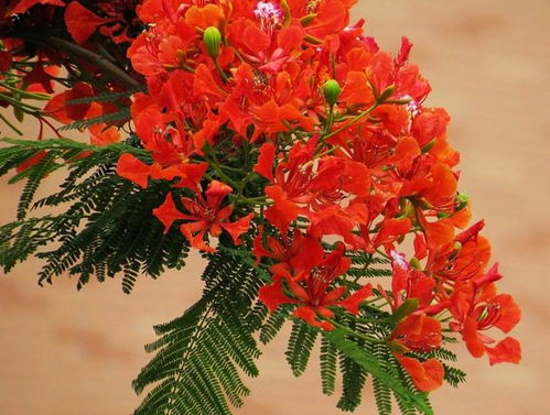  凤凰花的寓意和象征，凤凰花的寓意和象征意义，热情、友谊、永恒热烈的凤凰之歌--第1张