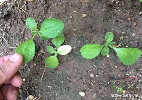 琉璃苣种植方法和时间--第1张