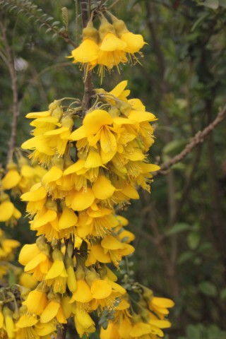 春天开些什么花，春天开的花有，樱花、桃花、杏花、海棠、牡丹、芍药等。--第1张