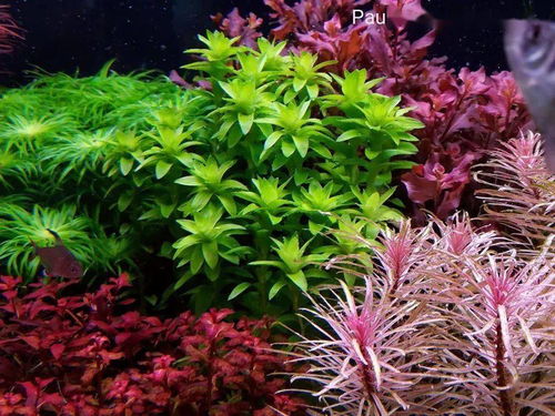  紫红丁香水草，自然界的奇迹，紫红丁香水草，自然界的奇迹之花--第1张