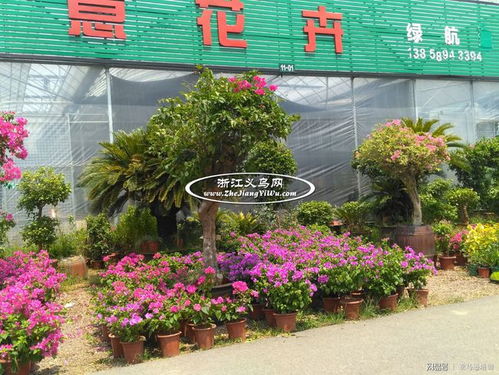  附近树苗批发市场，附近树苗批发市场，一站式园艺采购中心--第1张