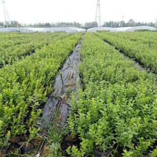  树苗批发市场在哪里，树苗批发市场在哪里?--第1张
