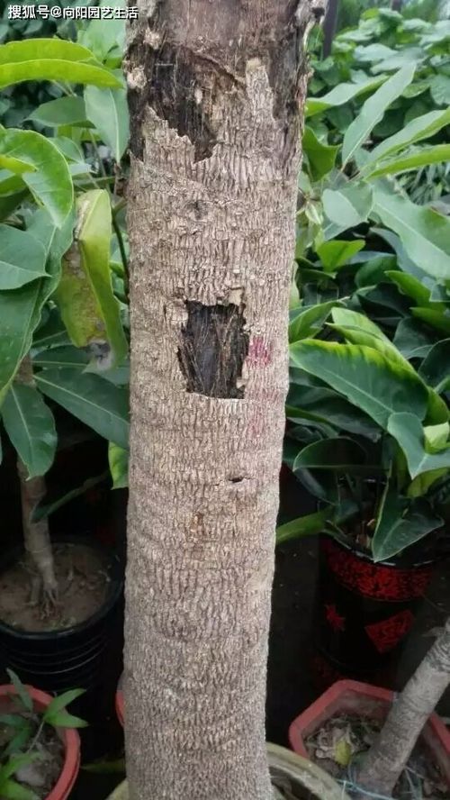  发财树怎么栽培才能活，如何栽培发财树才能让它更健康地生长，关键技巧--第1张