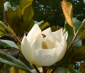  广玉兰图片大全——美丽优雅的植物之美，广玉兰图片，优雅植物的美丽展现--第1张