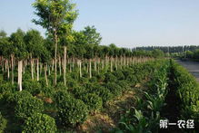  苗木网哪个好，如何选择优质的苗木网--第1张