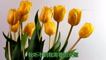  各色郁金香花语--第1张