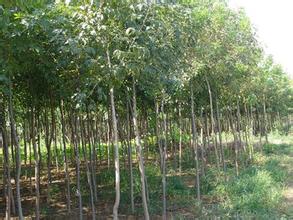  白蜡树苗价格，白蜡树苗价格，白蜡树苗的市场价格及种植前景--第1张