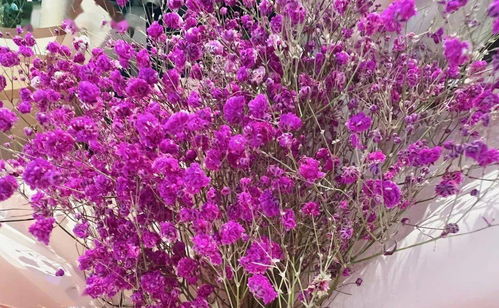  满天星与玫瑰的花语之恋，满天星与玫瑰的花语之恋，浪漫爱情故事--第1张