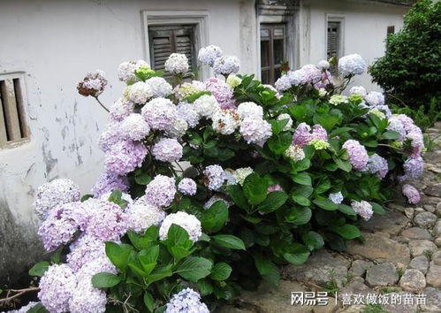  盆栽绣球花的养殖方法--第1张
