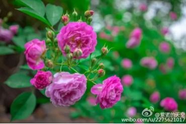  真正的蔷薇花，蔷薇花下的真实情感--第1张