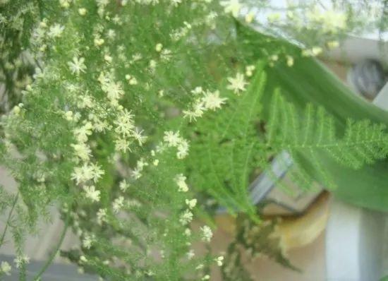  文竹开花寓意好运--第1张